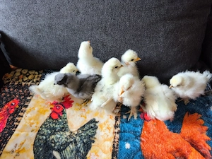 Seidenhühner Küken Silkies 