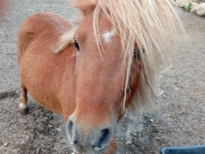Lieben süßen Shetty Hengst zu verkaufen