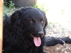 Collie kroat Schäferhund Rüden 9Mon AUS KROATIEN bundesweit ausreisebereit 