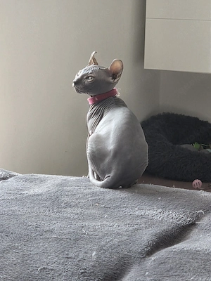 kleine Schönheit sucht nach liebevollem Zuhause