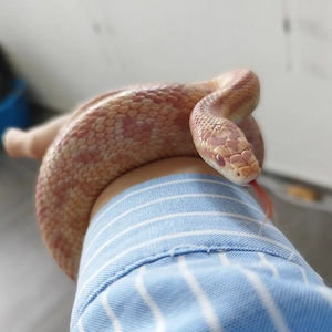 Amel Kornnater männlich 