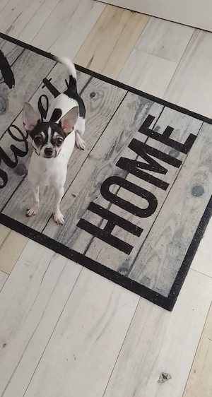Chihuahua Hündin 
