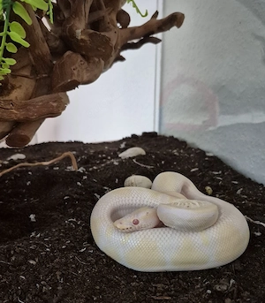 Python regius, Albino het Piebald, 0.1 Weibchen