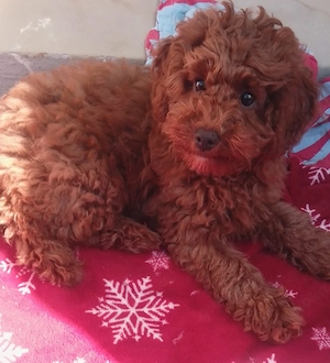 Toypudel Welpen kleine 