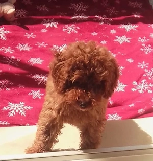 Toypudel Welpen kleine 