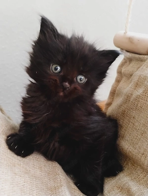 Wunderschöne Maine Coon Kitten suchen liebevolles Zuhause