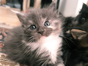 Wunderschöne Maine Coon Kitten suchen liebevolles Zuhause