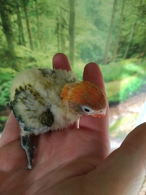 Pfirsichköpfchen Agaporniden Unzertrennliche 