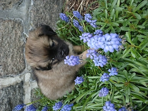 Sehr lieber Mischlingswelpe zu verkaufen 