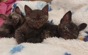 sphynx britisch Kurzhaar mix bkh Bild 2