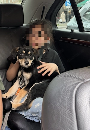 Husky Rottweiler Mädchen (11W) sucht neues Zuhause  