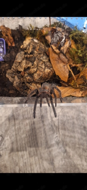 Vogelspinnen zur Abgabe
