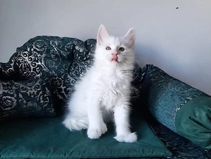 Süße Maine Coon Kitten