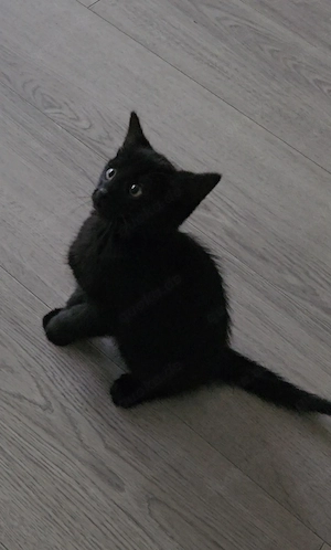 Wunderschönes tiefschwarzes Kitten (Bombay-Look) sucht ein Zuhause in liebevolle Hände 