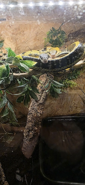 Taiwan Schönnatter Männchen 