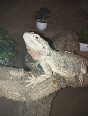 Hypo Trans Wunderschönes Bartagamen  Mädchen Abzugeben, sie ist eine ganz liebe 2 Jahre alt 