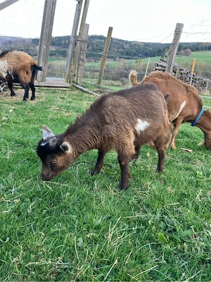 Zwergziege Bock Ziege 