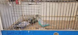 Wellensittiche abzugeben 