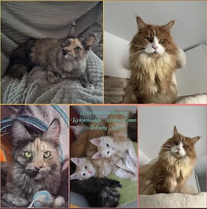Wurfankündigung besondere, wesensfeste Maine Coon Kitten
