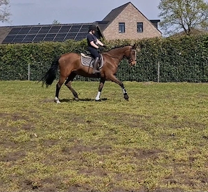 Super Brave Stute (Anfängergeeignet)