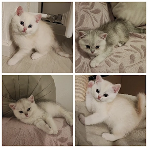 Bkh-Burmilla Kitten abgabebereit München