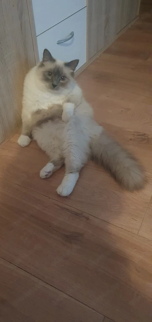 Ragdoll Deckkater 