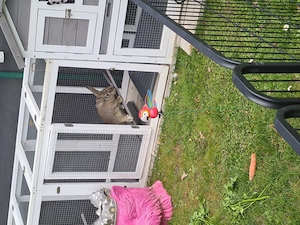 Zwergkaninchen Zwergwidder Babys  Bild 4