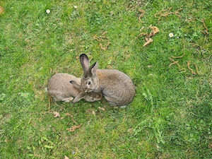 Zwergkaninchen Zwergwidder Babys  Bild 2