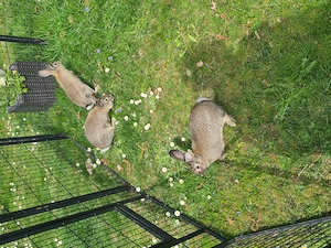 Zwergkaninchen Zwergwidder Babys  Bild 3