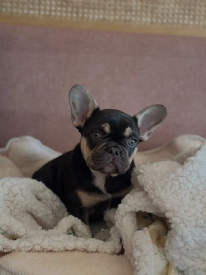 Französische Bulldoggenwelpe - weiblich