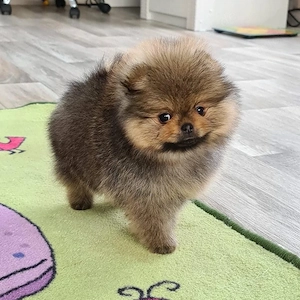 Pomeranian welpen-