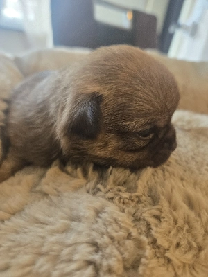 chihuahua welpen kurzhaar und langhaar 