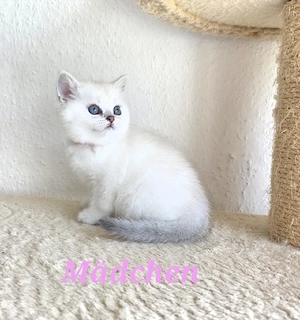 BKH kitten mit Stammbaum 