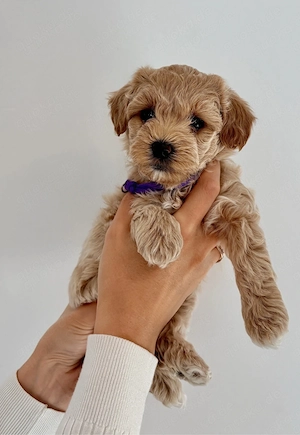 Süße Maltipoo Welpen ab 21. April abgabebereit