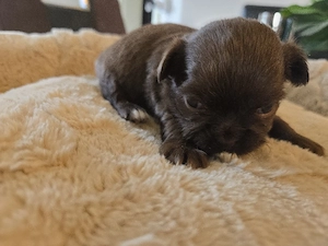 chihuahua langhaar Hündinnen 