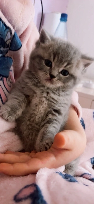 Süße Kitten suchen ein liebevolles Zuhause   