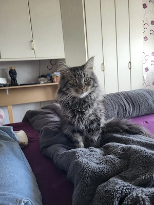 wunderschöner Norwegischer Waldkater