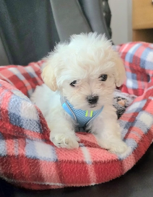 Malteser Welpen, nur noch ein Rüde 