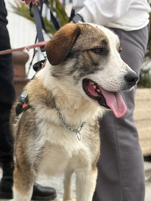 Aby sucht erfahrene Menschen!