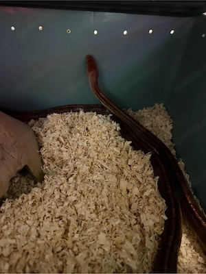 Kornnatter abzugeben 