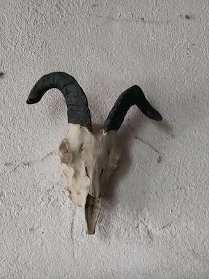 Trophäen Rammschädel 