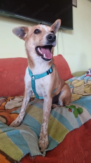 Xena - junge Hündin sucht ihr Vertrauen!