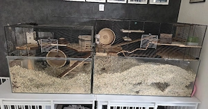 rennmäuse mit Käfig 