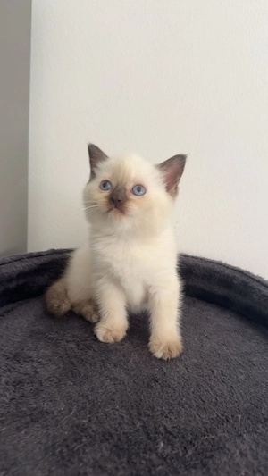 Katzenbabys suchen liebevolles Zuhause
