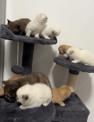 BKH Mix Ragdoll Katzenbabys suchen ein liebevolles Zuhause