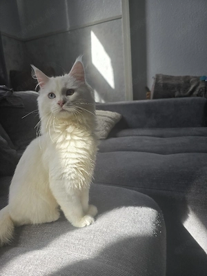 Maine coon Kater   geboren  22 11 2025 