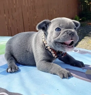 Französische Bulldoggen Welpen mit AT