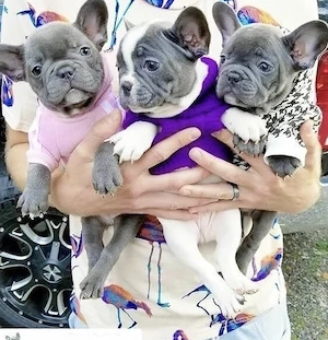 Französische Bulldoggen Welpen freiatmend