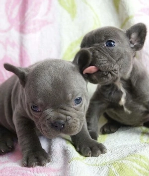 Französische Bulldoggen Welpen Bulldoggen französische 