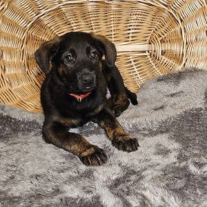 Tyson sucht ein liebes,volles zu Hause